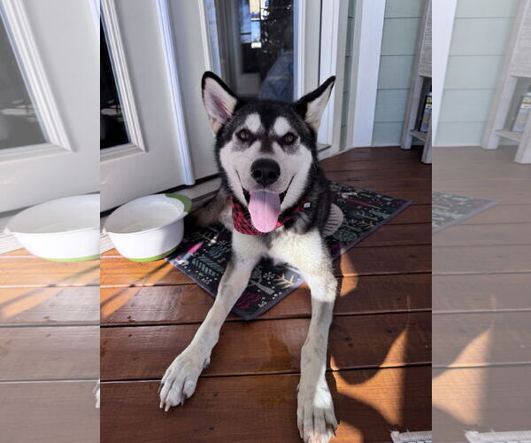 Medium Photo #3 Siberian Husky Puppy For Sale in Greenville, SC, USA