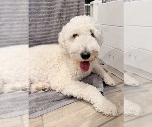 Mother of the Double Doodle puppies born on 11/30/2025