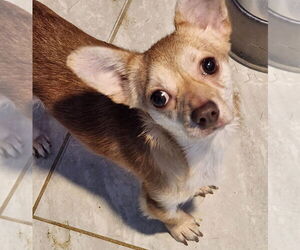 Chihuahua Dogs for adoption in Walnutport, PA, USA