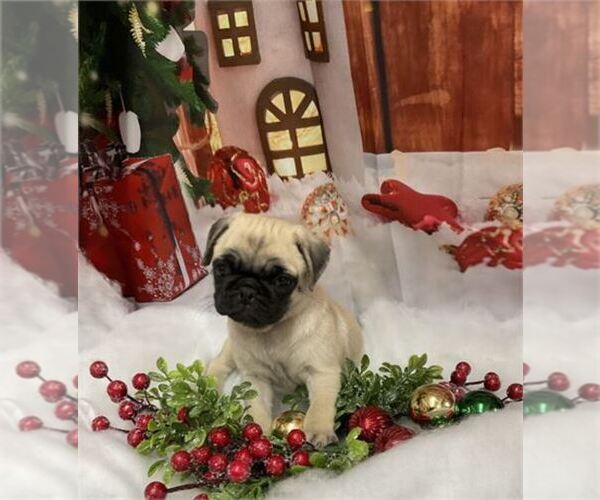 Medium Photo #8 Pug Puppy For Sale in PEMBROKE PINES, FL, USA