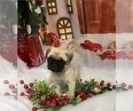 Small Photo #8 Pug Puppy For Sale in PEMBROKE PINES, FL, USA