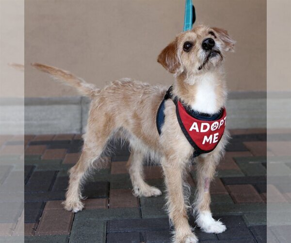Medium Photo #2 Wapoo Puppy For Sale in Mission Viejo, CA, USA