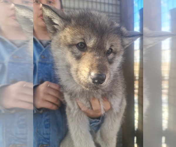 Medium Photo #20 Wolf Hybrid Puppy For Sale in DALTON, OH, USA