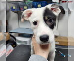 Small #16 American Pit Bull Terrier Mix