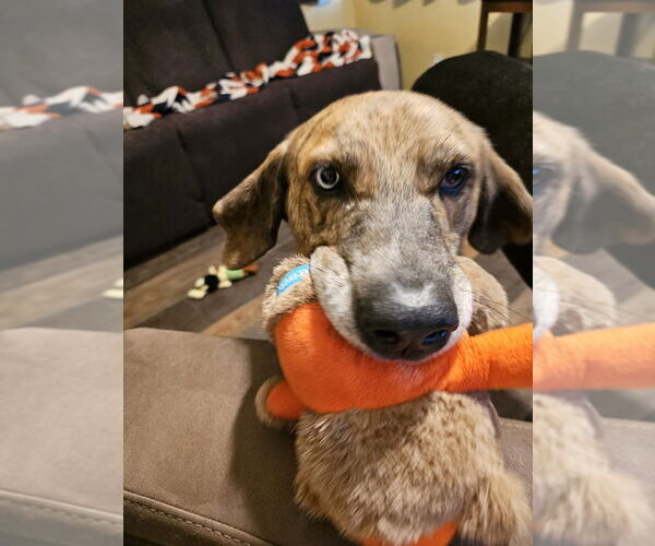 Medium Photo #3 Mutt Puppy For Sale in Springdale, PA, USA