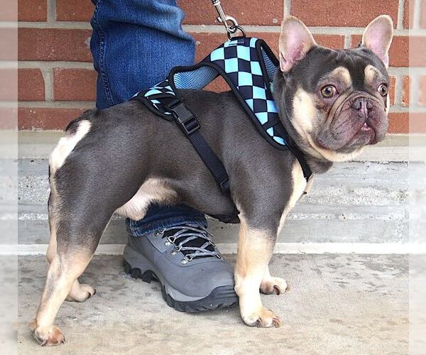 Medium Photo #3 French Bulldog Puppy For Sale in Carrollton, TX, USA