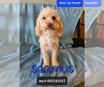 Small Photo #1 Maltipoo Puppy For Sale in TUCSON, AZ, USA