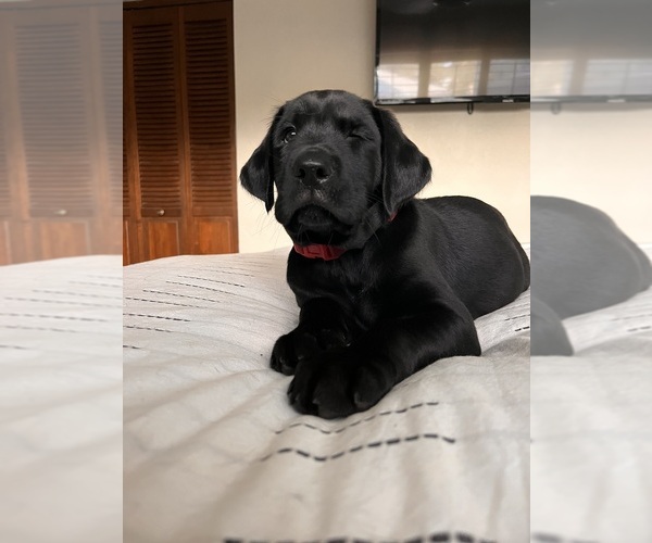Medium Photo #11 Golden Labrador Puppy For Sale in PORT ORANGE, FL, USA