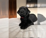 Small #10 Golden Labrador