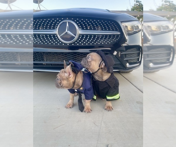 Medium Photo #5 French Bulldog Puppy For Sale in MEMPHIS, TN, USA
