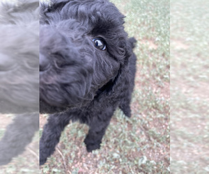 Poodle (Standard) Puppy for sale in FOUNTAIN, CO, USA