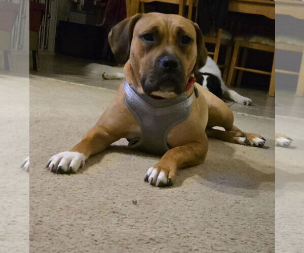Medium Photo #14 Boxer-Unknown Mix Puppy For Sale in Germantown, OH, USA