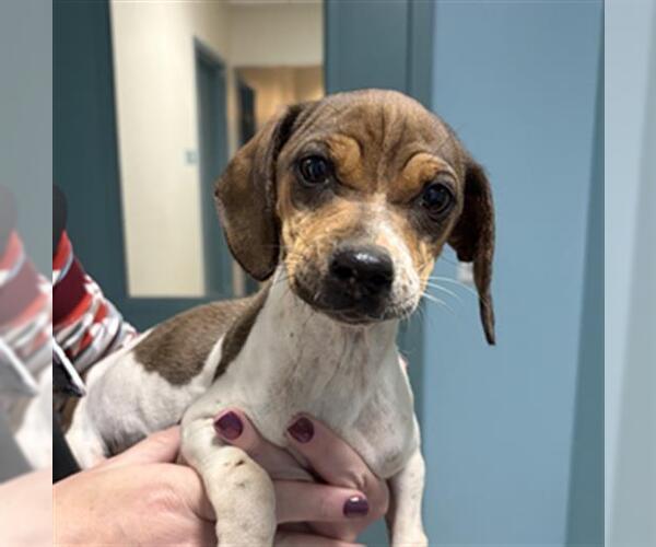 Medium Photo #1 Mutt Puppy For Sale in Newton, NC, USA