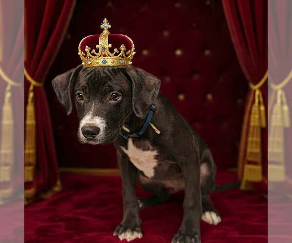 Medium Photo #2 Bulldog-Unknown Mix Puppy For Sale in Talladega, AL, USA