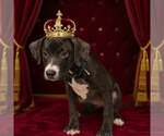 Small #1 Bulldog Mix