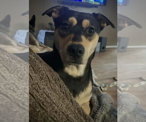 Mutt Dogs for adoption in Germantown, OH, USA