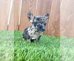 Small Photo #26 French Bulldog Puppy For Sale in BIRMINGHAM, AL, USA