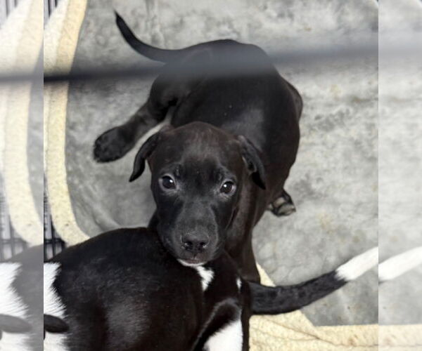 Medium Photo #2 American Boston Bull Terrier Puppy For Sale in GILBERTS, IL, USA