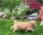 Small Photo #2 Goldendoodle Puppy For Sale in FENWICK, MI, USA