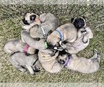Small Photo #1 Mastiff Puppy For Sale in HOCKLEY, TX, USA