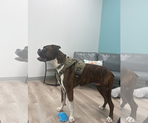 Medium Photo #2 Boxer Puppy For Sale in  Katy, TX, USA