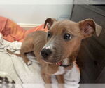 Small #15 American Pit Bull Terrier Mix
