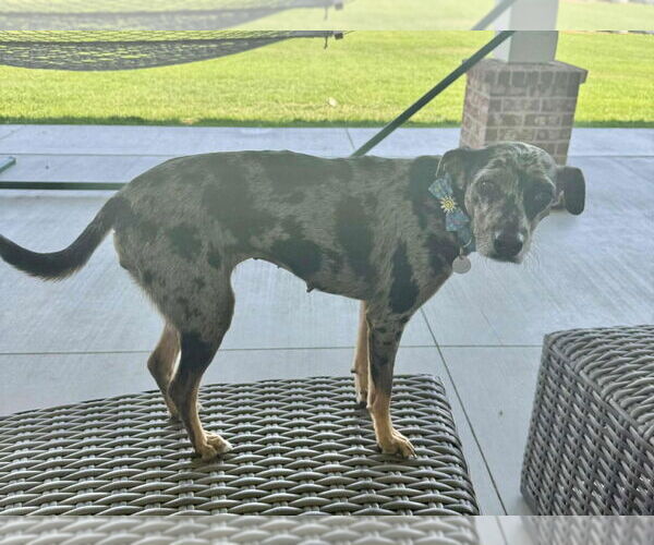 Medium Photo #3 Catahoula Leopard Dog-Unknown Mix Puppy For Sale in Salt Lake City, UT, USA