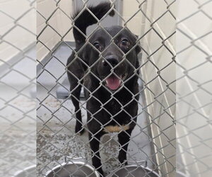 Labsky Dogs for adoption in Anchorage, AK, USA