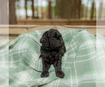 Small Photo #26 Goldendoodle Puppy For Sale in GREENBRIER, AR, USA