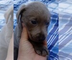 Small Photo #2 Labrador Retriever Puppy For Sale in ASHEBORO, NC, USA