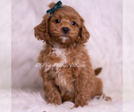 Small #1 Maltipoo (Toy)
