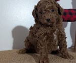 Small Photo #42 Poodle (Miniature) Puppy For Sale in GOSHEN, IN, USA