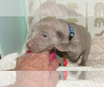Small Photo #26 Weimaraner Puppy For Sale in LAS ANIMAS, CO, USA