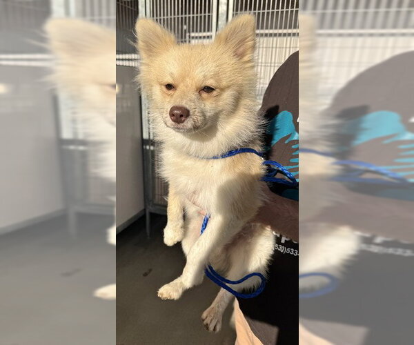 Medium Photo #1 Pomeranian-Unknown Mix Puppy For Sale in Oroville, CA, USA