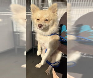 Pomeranian-Unknown Mix Dogs for adoption in Oroville, CA, USA