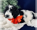 Small Photo #5 Goldendoodle Puppy For Sale in DOLPH, AR, USA