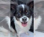Small Chihuahua
