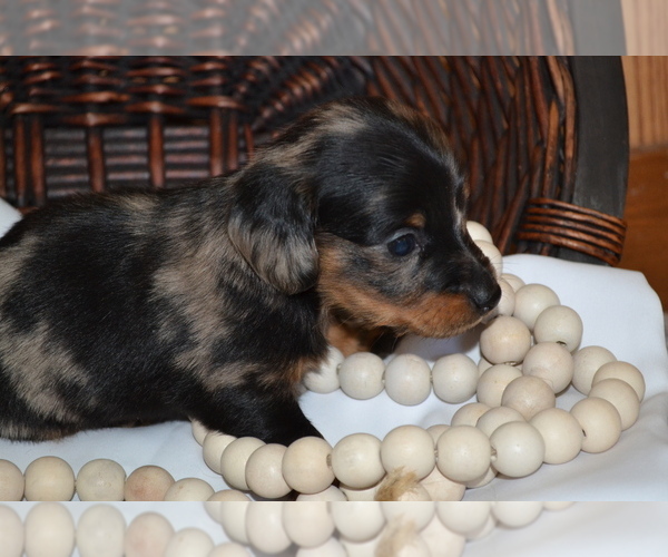 Medium Photo #4 Dachshund Puppy For Sale in GREENWOOD, WI, USA