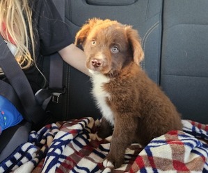 Miniature Australian Shepherd Puppy for sale in MILTON, WI, USA