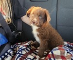 Small Miniature Australian Shepherd