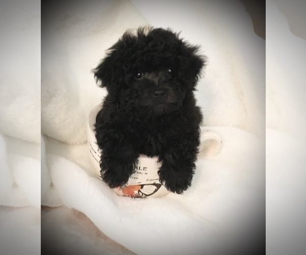 Medium Photo #3 Poodle (Toy) Puppy For Sale in SAFFORD, AZ, USA