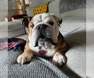 Bulldog Dogs for adoption in Fargo, ND, USA
