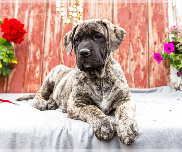 Medium Photo #13 Mastiff Puppy For Sale in WAKARUSA, IN, USA