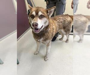 Siberian Husky-Unknown Mix Dogs for adoption in Santa Cruz, CA, USA