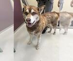LUNA - Female Siberian Husky-Unknown Mix Dog for Adoption - Small photo