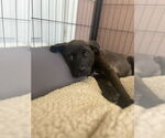 Small #7 Labrador Retriever Mix