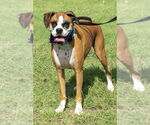 Small #5 Boxer