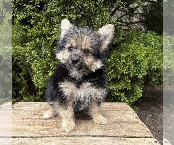 Medium Photo #1 Yoranian Puppy For Sale in MIDDLEBURY, IN, USA