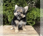 Image preview for Ad Listing. Nickname: Rocco