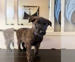 Puppy 5 Belgian Malinois-Dutch Shepherd Dog Mix